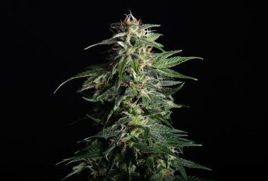 Kannabia Seed Company Swiss Dream Auto Cbd - 3...