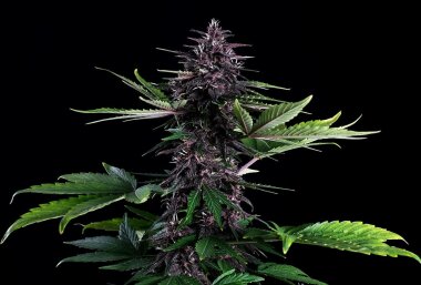 Kannabia Seed Company Swiss Dream Rosé Auto Cbd -...