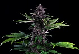 Kannabia Seed Company Swiss Dream Rosé Auto Cbd - 3 autoflowring Samen