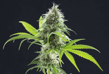 Kannabia Seed Company Kama Kush CBD - 3 feminisierte Samen