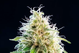 Kannabia Seed Company Kama Kush CBD - 3 feminisierte Samen