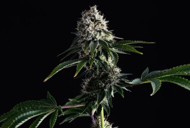 Kannabia Seed Company Swiss Dream Cbd - 3 feminisierte Samen