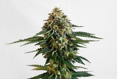 Kannabia Seed Company THCV - 3 feminisierte Samen