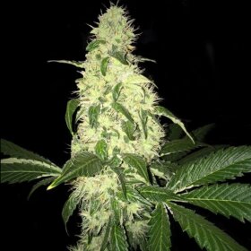 T.H. Seeds Afghaniberry Regular  - 5 reguläre Samen