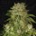 T.H. Seeds MK-Ultra Regular - 5 reguläre Samen