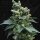 T.H. Seeds S.A.G.E.™n Sour Regular - 5 reguläre Samen