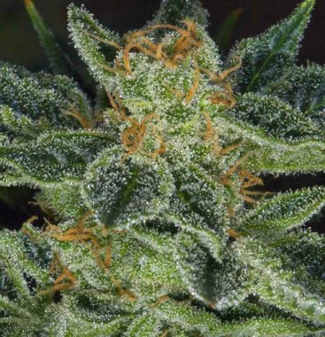 T.H. Seeds Skunk XXX Regular  - 5 reguläre Samen