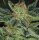 T.H. Seeds Skunk XXX Regular  - 5 reguläre Samen