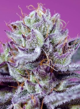 Sweet Seeds Diablo’s Delight XL AUTO - 3...