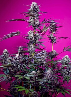 Sweet Seeds Studio 54 Stardust AUTO - 3 autoflowering Samen