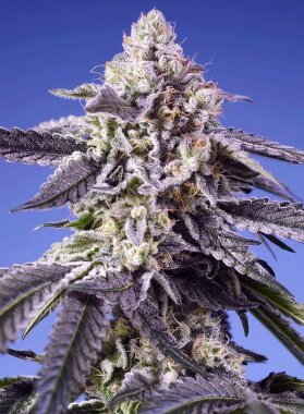 Sweet Seeds Permanent Jealousy XL AUTO - 3 autoflowering Samen