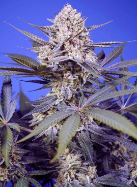 Sweet Seeds Pineapple Slush XL AUTO - 3 autoflowering Samen