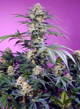 Sweet Seeds Cream Caramel - 3 feminized seeds