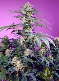 Sweet Seeds Monster Maker® - 3 feminisierte Samen