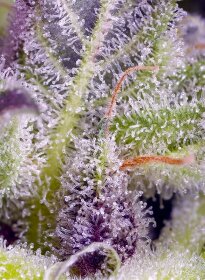 Sweet Seeds Cream Caramel - 3 feminized seeds