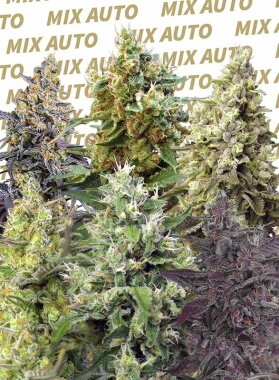 Sweet Seeds Sweet Mix Feminized - 10 feminized seeds