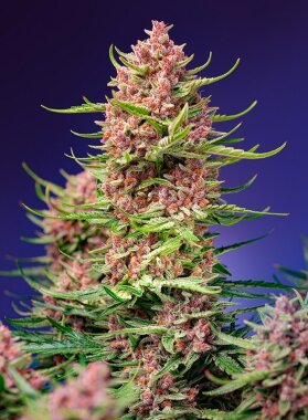 Sweet Seeds Strawberry Cola Sherbet F1 FAST VERSION - 3...