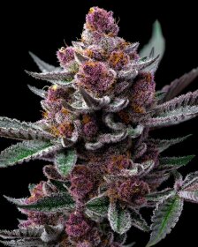 Barneys Farm Blue Gelato 41 - 3 feminized seeds