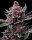 Barneys Farm Blue Gelato 41 - 3 feminized seeds