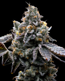 Barneys Farm Pink GMO Cookies - 3 feminisierte Samen