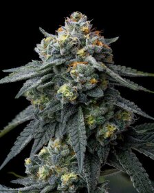 Barneys Farm Runtz - 3 feminized seeds