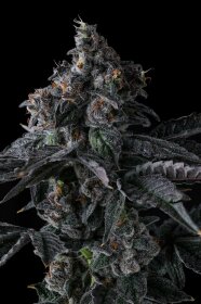 Compound Genetics Bullz Eye *Eye Candy* - 7  feminisierte Samen