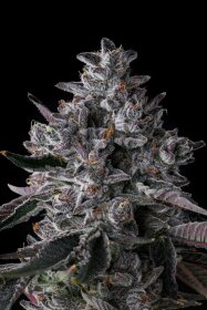 Compound Genetics Chrome Dome *Eye Candy* - 7  feminisierte Samen