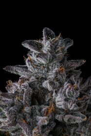 Compound Genetics Chrome Dome *Eye Candy* - 7  feminisierte Samen