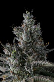 Compound Genetics Guwop Green *Eye Candy* - 7  feminisierte Samen