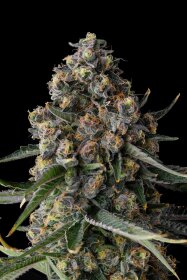 Compound Genetics Versace Sour *Eye Candy* - 7  feminisierte Samen